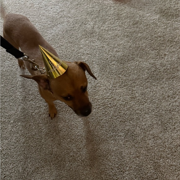 Meet your Posher, Sherrie - Picture 4 of 4